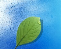 Green leaf floating above streaked water drops Fine Art Print
