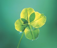 Close up of green leaf sprig on dark teal Fine Art Print