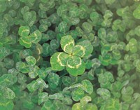 Close up of green clover Fine Art Print