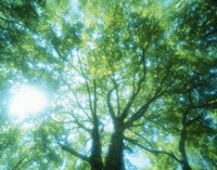 Selective focus trees in forest Fine Art Print