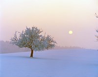 Foggy winter scene with tree and moon Fine Art Print