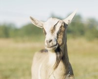 Close-up of a goat, goat cheese farm, Vancouver, Washington Fine Art Print