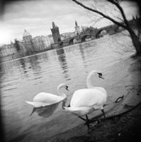 Two swans in a river, Vltava River, Prague, Czech Republic Fine Art Print