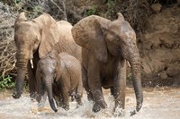 African elephants (Loxodonta africana) playing with water, Samburu National Park, Rift Valley Province, Kenya by Panoramic Images - 16" x 11"