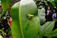 Red-Eyed Tree Frogs