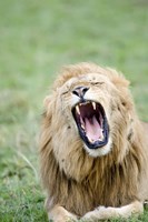 Lion (Panthera leo) Yawning, Masai Mara National Reserve, Kenya Fine Art Print