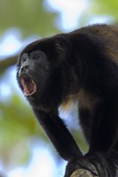 Close-up of a Black Howler Monkey (Alouatta caraya), Costa Rica Fine Art Print