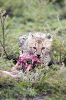 Cheetah cub (Acinonyx jubatus) eating a dead animal, Ndutu, Ngorongoro, Tanzania Fine Art Print