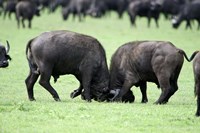 Cape buffalo bulls (Syncerus caffer) sparring, Ngorongoro Crater, Ngorongoro, Tanzania Fine Art Print