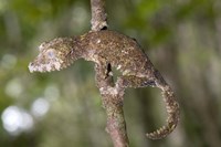 Close-up of a Leaf-Tailed gecko (Uroplatus fimbriatus), Andasibe-Mantadia National Park, Madagascar Fine Art Print
