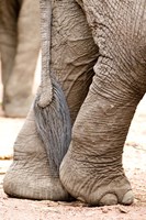 Close-up of legs and tail of an African elephant (Loxodonta africana), Lake Manyara, Tanzania Fine Art Print