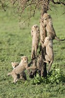 Cheetah Cubs (Acinonyx jubatus), Ndutu, Ngorongoro, Tanzania Fine Art Print