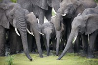 African elephants (Loxodonta africana) drinking water in a pond, Tarangire National Park, Tanzania Fine Art Print