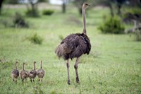 Masai ostrich (Struthio camelus) with its chicks in a forest, Tarangire National Park, Tanzania Fine Art Print