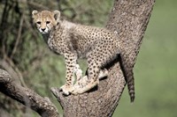 Cheetah Cub on a Tree, Ndutu, Ngorongoro, Tanzania Fine Art Print