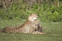 Cheetah cub (Acinonyx jubatus) playing with its mother, Ndutu, Ngorongoro, Tanzania Fine Art Print