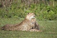 Cheetah cub (Acinonyx jubatus) playing with its mother, Ndutu, Ngorongoro, Tanzania Fine Art Print