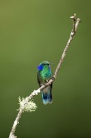 Close-up of a Green Violetear hummingbird (Colibri thalassinus), Savegre, Costa Rica Fine Art Print