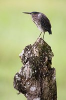 Close-up of a Green heron (Butorides virescens), Cano Negro, Costa Rica Fine Art Print