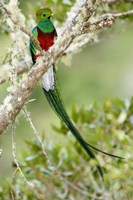 Close-up of Resplendent quetzal (Pharomachrus mocinno) perching on a branch, Savegre, Costa Rica Fine Art Print