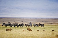 Lion family (Panthera leo) looking at a herd of zebras in a field, Ngorongoro Crater, Ngorongoro, Tanzania Fine Art Print