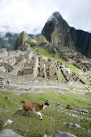 High angle view of Llama (Lama glama) with Incan ruins in the background, Machu Picchu, Peru Fine Art Print