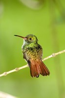 Close-up of Rufous-Tailed hummingbird (Amazilia tzacatl) perching on a twig, Costa Rica Fine Art Print