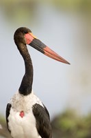 Close-up of a Saddle Billed stork (Ephippiorhynchus Senegalensis) bird, Tarangire National Park, Tanzania Fine Art Print