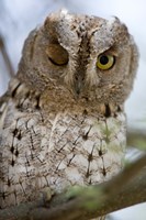 African Scops owl (Otus senegalensis) winking on a branch, Tarangire National Park, Tanzania Fine Art Print