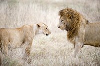 Lion and a lioness (Panthera leo) standing face to face in a forest, Ngorongoro Crater, Ngorongoro, Tanzania Fine Art Print