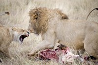 Lion and a lioness (Panthera leo) fighting for a dead zebra, Ngorongoro Crater, Ngorongoro, Tanzania Fine Art Print