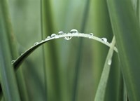 Close up of Dew drops on a Blade of Grass Fine Art Print