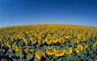 Sunflowers (Helianthus annuus) in a field Fine Art Print
