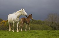 Mare and Foal, Co Derry, Ireland Fine Art Print