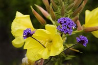 Verbena Bonariensis and Evening Primrose, Ireland Fine Art Print