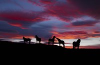 Silhouette of horses at night, Iceland Fine Art Print