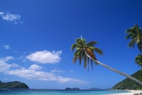 Tropical beach with coconut palms, Cocos nucifera by Panoramic Images - 24" x 16"