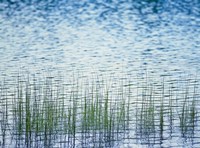 Grass in water by Panoramic Images - 24" x 18"