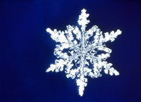 Snowflake 1 Fine Art Print