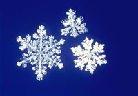 Snowflakes Fine Art Print