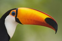 Close-up of a Toco toucan (Ramphastos toco), Three Brothers River, Meeting of the Waters State Park, Pantanal Wetlands, Brazil Fine Art Print
