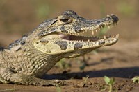 Yacare caiman (Caiman crocodilus yacare), Three Brothers River, Meeting of the Waters State Park, Pantanal Wetlands, Brazil Fine Art Print