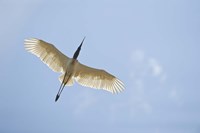 Jabiru Stork (Jabiru mycteria) in Flight, Three Brothers River, Meeting of the Waters State Park, Pantanal Wetlands, Brazil Fine Art Print