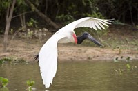 Jabiru Stork (Jabiru mycteria) over Water, Three Brothers River, Meeting of the Waters State Park, Pantanal Wetlands, Brazil Fine Art Print