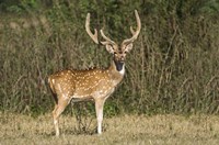 Spotted deer (Axis axis) in a forest, Keoladeo National Park, Rajasthan, India Fine Art Print