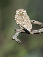 Close-up of a Spotted owlet (Strix occidentalis) perching on a tree, Keoladeo National Park, Rajasthan, India Fine Art Print