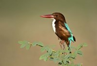 White-Throated kingfisher (Halcyon smyrnensis) perching on a tree, Keoladeo National Park, Rajasthan, India Fine Art Print