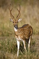 Spotted deer (Axis axis) in a forest, Bandhavgarh National Park, Umaria District, Madhya Pradesh, India Fine Art Print