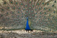 Peacock displaying its plumage, Bandhavgarh National Park, Umaria District, Madhya Pradesh, India Fine Art Print