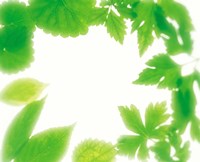 Frame of Fresh Green Leaves on Shiny Background Fine Art Print